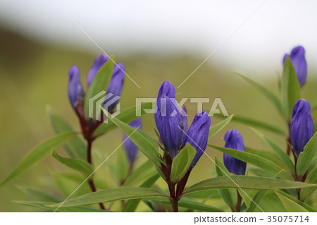 高山植物磷花 照片素材 圖片 圖庫