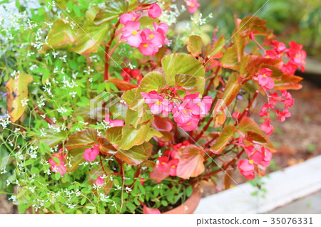 Begonia flowers Begonia flowers 35076331