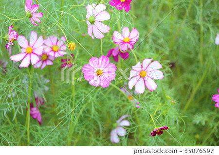 波斯菊花 35076597