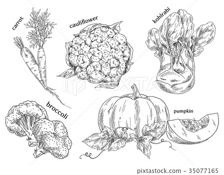 Organic food sketches. Hand drawn vegetables. 35077165