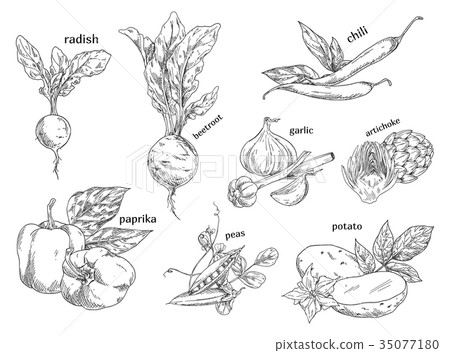 Sketches of organic vegetables. Farm, vegetarian 35077180