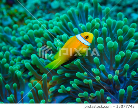 馬爾代夫海葵魚 35077742