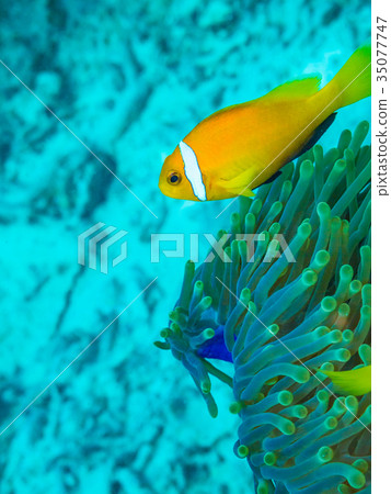 馬爾代夫海葵魚 馬爾代夫海葵魚 35077747