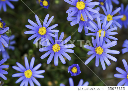 Flower purple flower macro shot 35077855