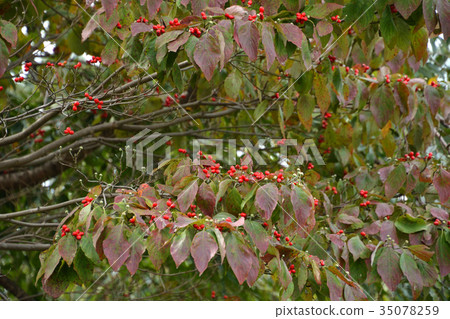 樹:美國山茱萸水木家族 樹:美國山茱萸水木家族 35078259