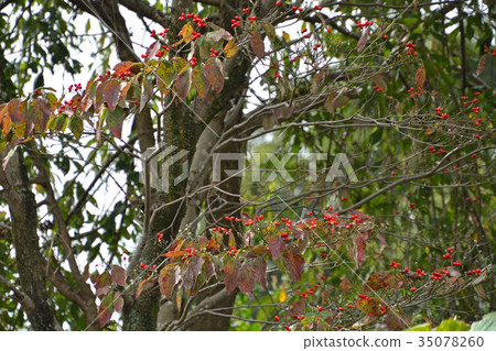 樹：美國山茱萸水木家族 35078260