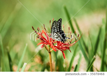 Higanki flower and swallowtail butterfly 35078468