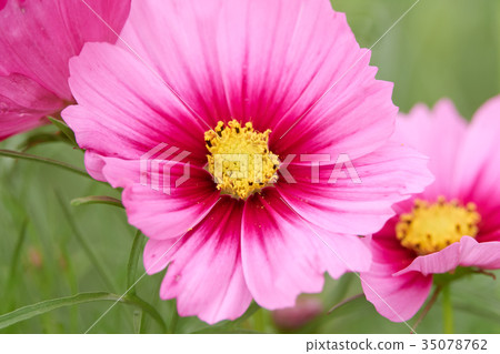 Road Station "Sasaoka Bay Farm" Cosmos 35078762