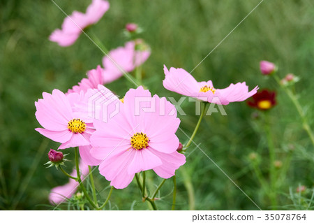 Road Station "Sasaoka Bay Farm" Cosmos 35078764
