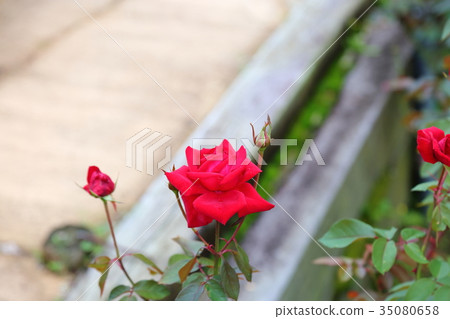 Roses 35080658