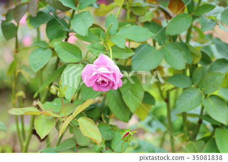Roses 35081838