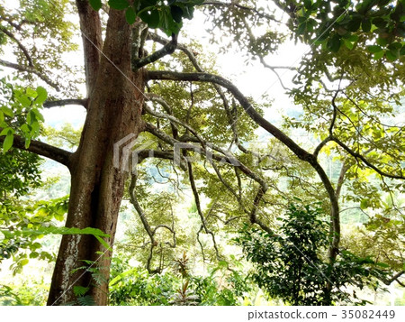 Durian tree 35082449