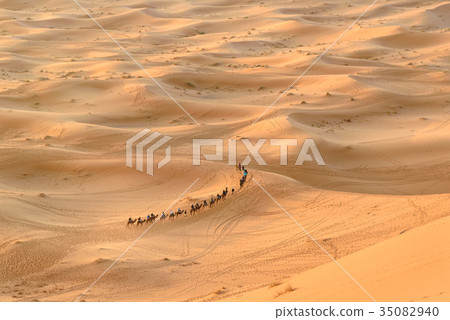 Caravan of Camels in Erg Chebbi Sand dunes 35082940