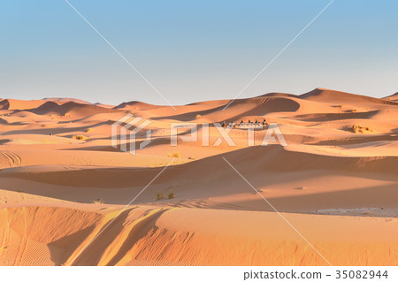 Caravan of Camels in Erg Chebbi Sand dunes 35082944