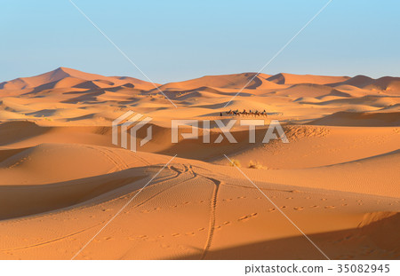 Caravan of Camels in Erg Chebbi Sand dunes Caravan of Camels in Erg Chebbi Sand dunes 35082945