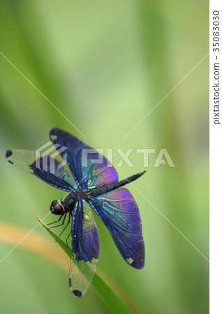 Beautiful butterfly dragonfly Beautiful butterfly dragonfly 35083030