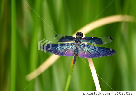 Beautiful butterfly dragonfly Beautiful butterfly dragonfly 35083032