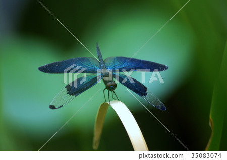 美麗的蝴蝶蜻蜓 美麗的蝴蝶蜻蜓 35083074