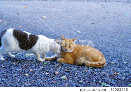 Cats meeting in the park Kijima tiger white c-2 sweetened with a tea tiger 35083256
