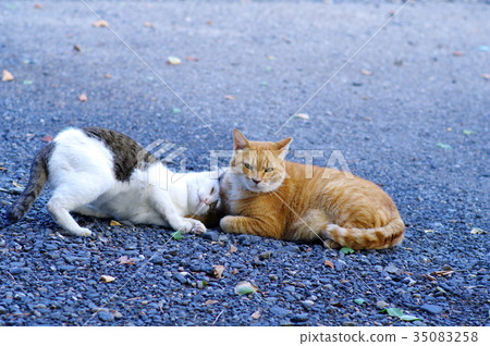 Cats meeting in the park Kijima tiger white c-4 sweetened to a tea tiger 35083258
