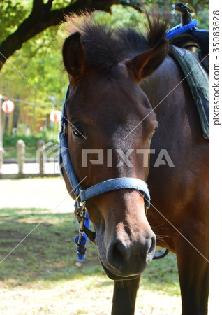 Horse (Kuchi Hachimangu Shrine / Shimokuchi, Sado City, Niigata Prefecture, 780) Horse (Kuchi Hachimangu Shrine / Shimokuchi, Sado City, Niigata Prefecture, 780) 35083628