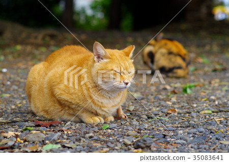 Cats meeting in the park Tea tiger and Mike a doze 35083641