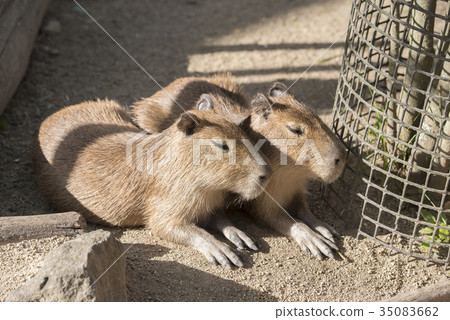 Good friends capybaras Good friends capybaras 35083662