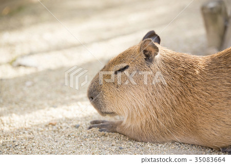 Sleepy profile of capybara 35083664
