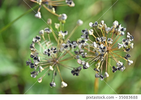 尼拉種子 尼拉種子 35083688