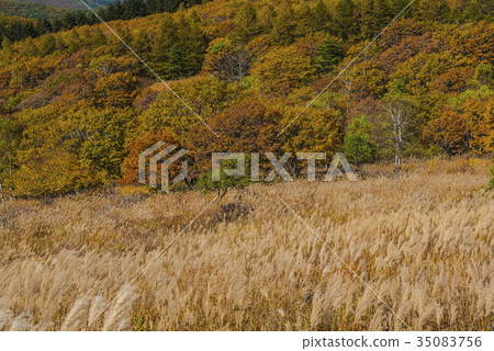 Kirigamine of autumn leaves Kirigamine of autumn leaves 35083756