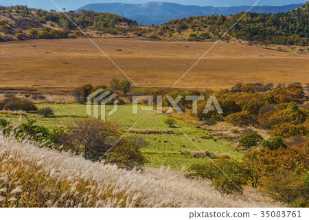 Fall of Hachiagahara Marsh 35083761