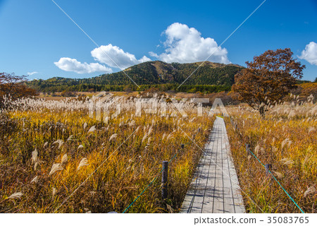 Fall of Hachiagahara Marsh 35083765