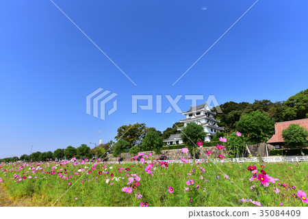 [Aichi Prefecture] Cosmos field and Asahi castle in Owariasahi city 35084409