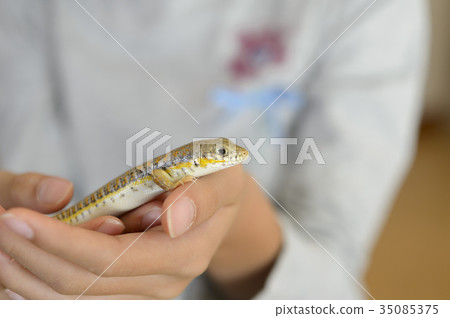 手上的蜥蜴(寵物) 手上的蜥蜴(寵物) 35085375
