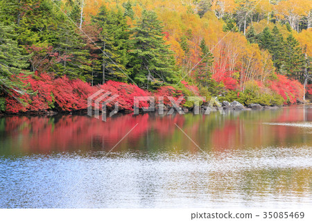 Shirakawa Pond Shirakawa Pond 35085469