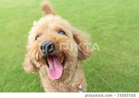 Toy poodle looking up park lawn Toy poodle looking up park lawn 35085588