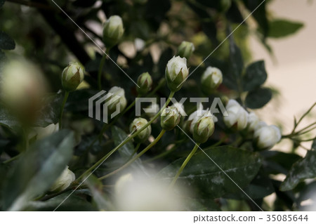 木香花 野木香 玫瑰 35085644