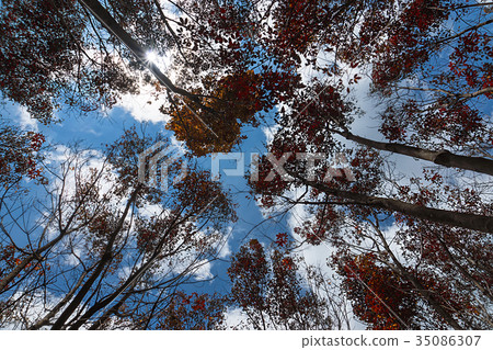 rubber trees with sky and cloud. 35086307
