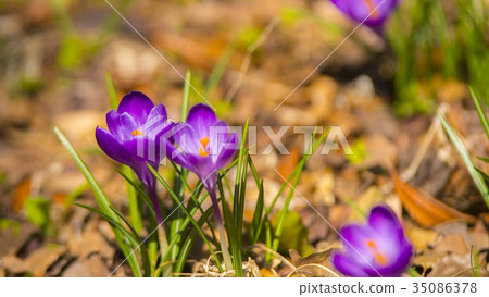 Crocus 16: 9 Crocus 16: 9 35086378