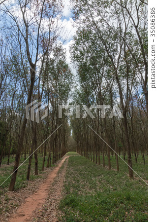 landscape of rubber trees 35086386