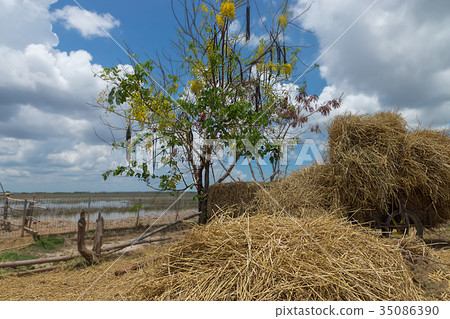 Straw stack in summer Straw stack in summer 35086390