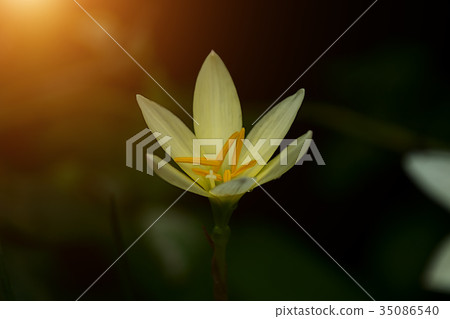 Beautiful rain lily flower. Beautiful rain lily flower. 35086540