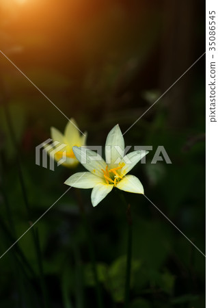 Beautiful rain lily flower. 35086545