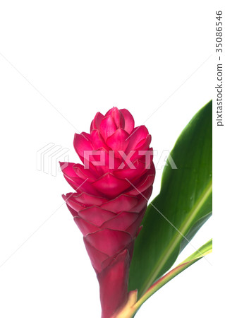 beautiful tropical red ginger flower. beautiful tropical red ginger flower. 35086546