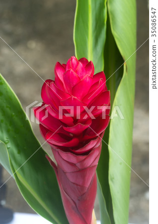 beautiful tropical red ginger flower. 35086547