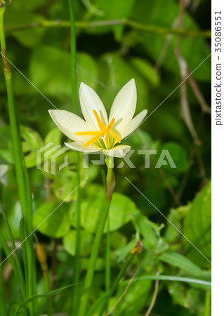 Beautiful rain lily flower. Zephyranthes Lily Beautiful rain lily flower. Zephyranthes Lily 35086551