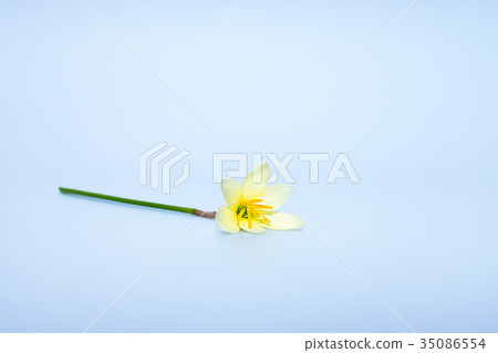 Beautiful rain lily flower. 35086554