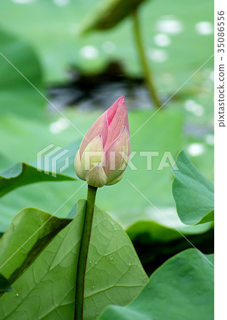 Beautiful pink lotus flower Beautiful pink lotus flower 35086556