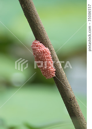 Pink eggs of Channeled applesnail shells 35086557