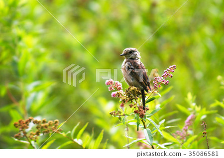 Sparrow Sparrow Perch Sparrow Sparrow Perch 35086581
